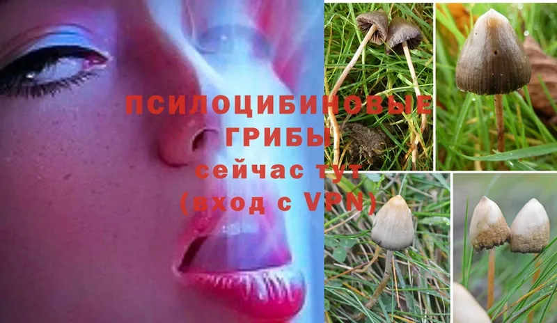 Псилоцибиновые грибы Magic Shrooms  Злынка 